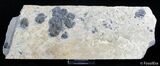Elrathia Trilobite Cluster #2932-2